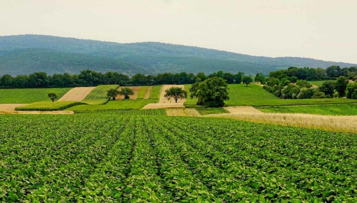 Bioplastica agricoltura